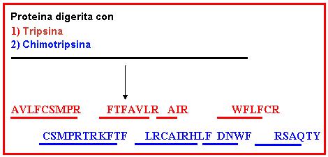 Rappresentazione schematica della determinazione della