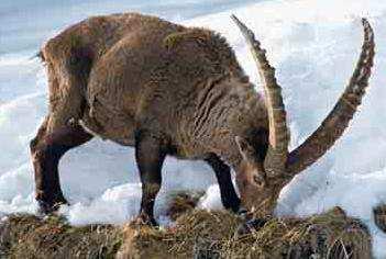 STAMBECCO Capra ibex Linnaeus, 1758 06stambecco.