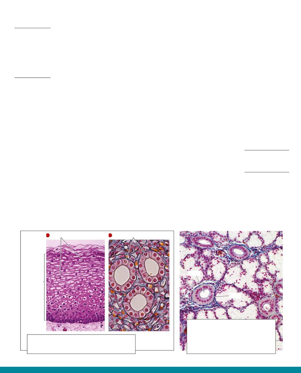 2 Le funzioni dei tessuti epiteliali Il tessuto epiteliale è costituito da sottili lamine o spessi strati di cellule di forma molto regolare strettamente unite (figura 1.1).