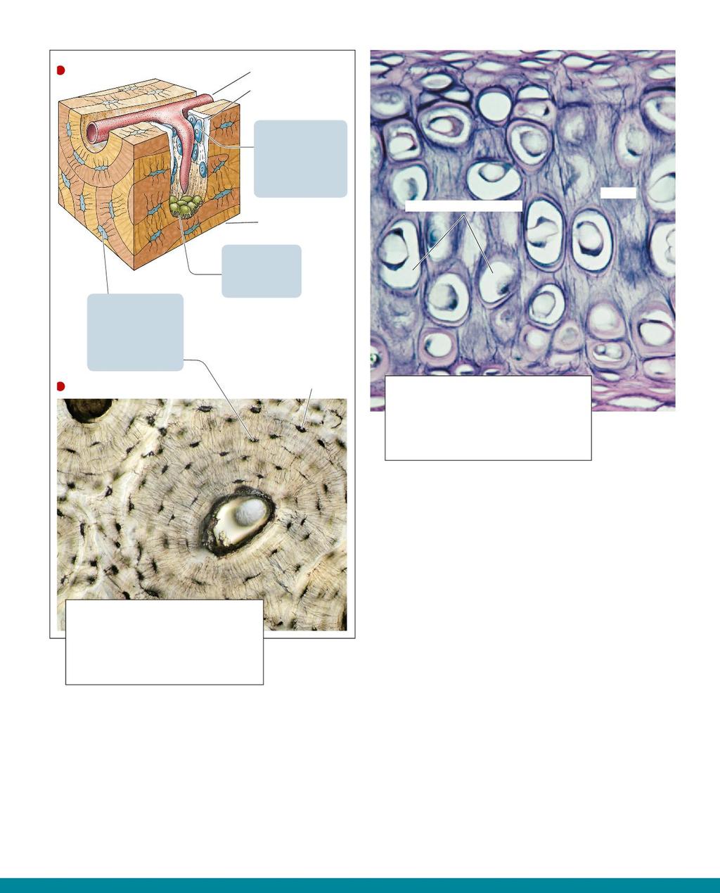 Piccolo vaso sanguigno Matrice ossea recentemente formata Gli osteoblasti depositano nuova matrice ossea, riempiendo i canali scavati dagli osteoclasti.