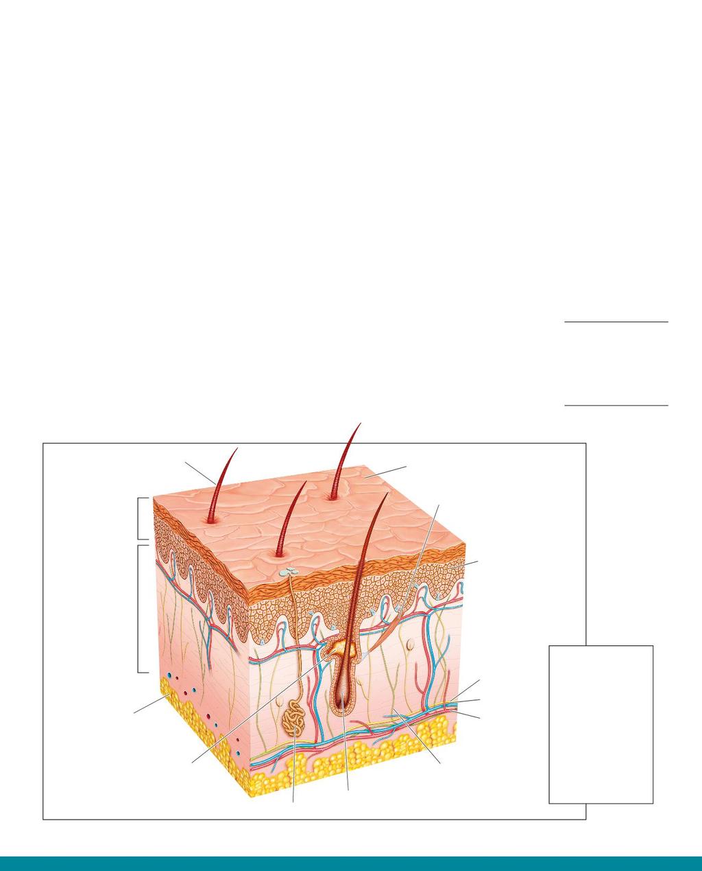 10 Le membrane interne La superficie interna del corpo e degli organi sono delimitate da rivestimenti che svolgono diverse funzioni.