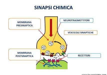 SINAPSI