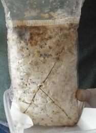 Al termine della fase di incubazione, il sacchetto appare di colore bianco per la presenza diffusa del micelio. A questo punto va messo alla luce per consentire l'uscita dei corpi fruttiferi.