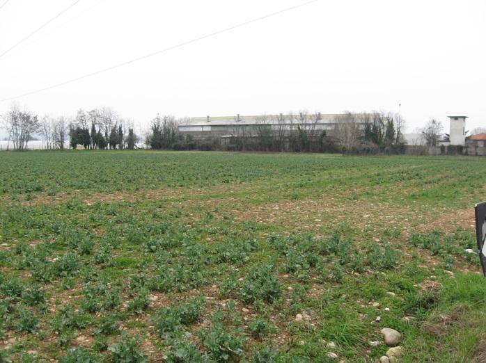 filare arboreo-arbustivo a robinia.