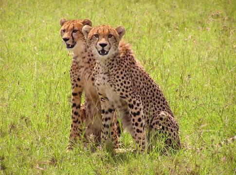 fredda e una di acqua calda di origine vulcanica. Pensione completa al campo tendato.