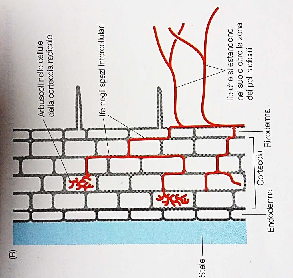 (micorrize vescicolo-arbuscolari) Da