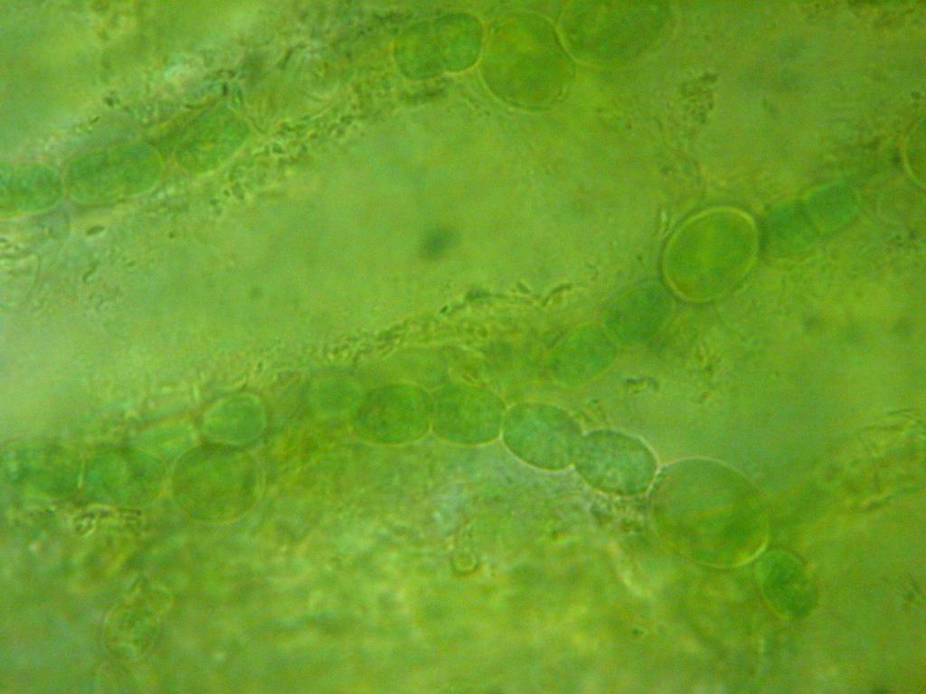 assorbito dalla pianta Anabaena azollae Cellula fotosintetica Durante l associazione con Azolla sp.