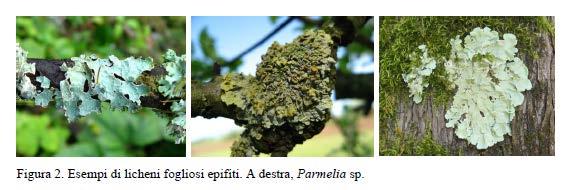 Il 45% dei licheni presenta invece un tallo più complesso e dà origine a talli fogliosi e talli fruticosi.