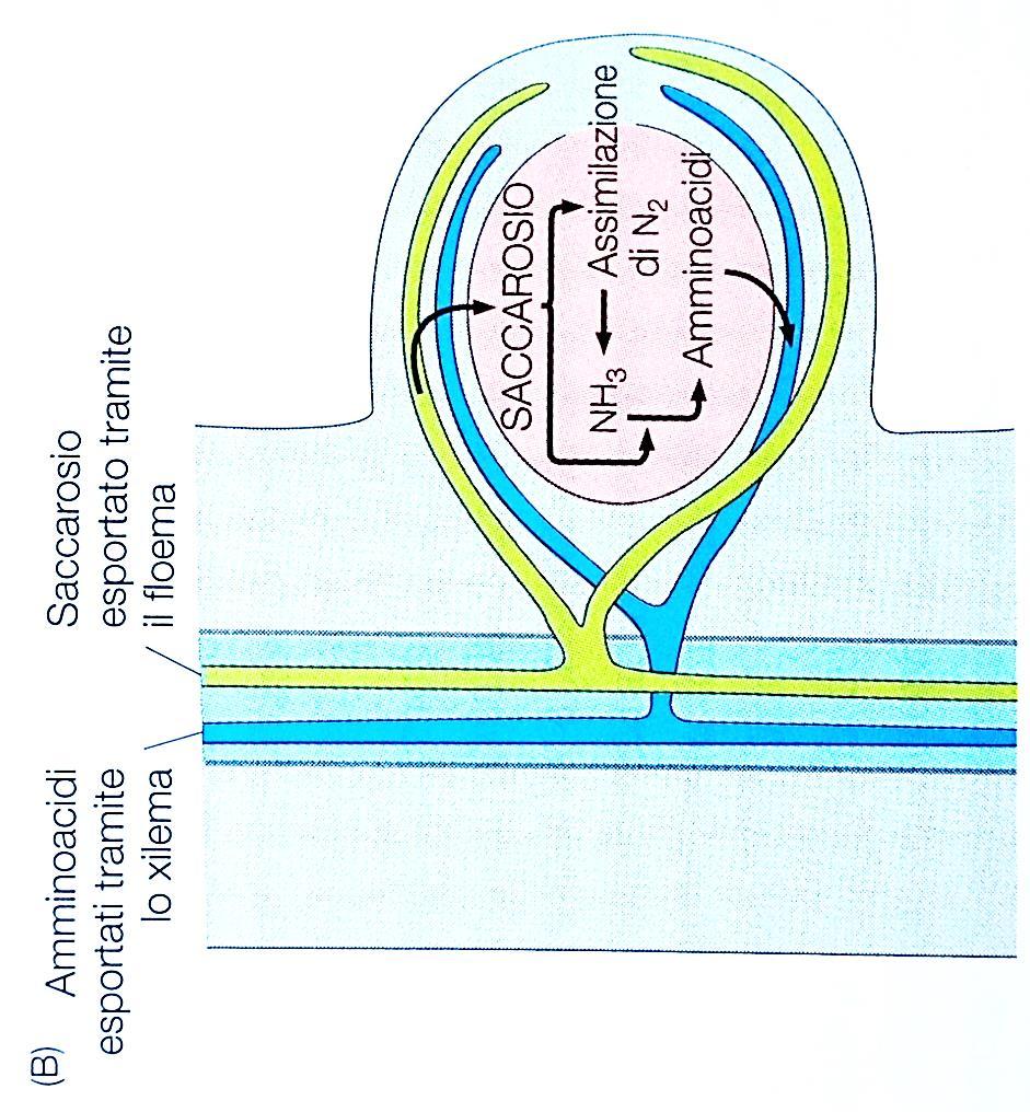 La fissazione dell azoto in forma ammoniacale e la produzione di amminoacidi nel nodulo richiede una gran quantità di energia,