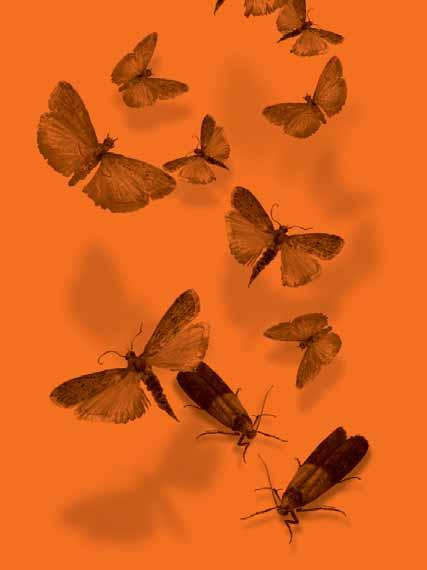 Combinate con gli erogatori di feromoni della Linea Feromoni inpest, è possibile controllare costantemente la presenza degli insetti target negli