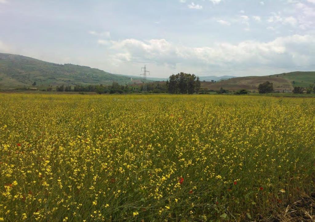 Consiglio per la Ricerca e la Sperimentazione in Agricoltura, Centro di Sperimentazione e Certificazione delle Sementi (CRA-SCS), sede di Palermo Dinamica popolazione Sviluppo piante