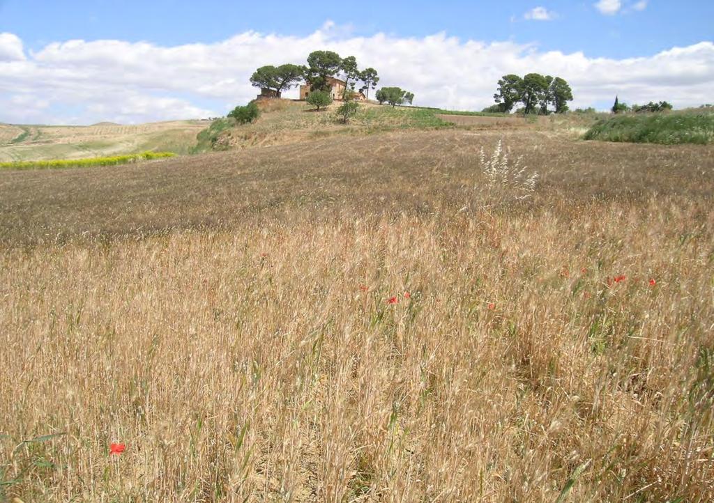 Consiglio per la Ricerca e la Sperimentazione in Agricoltura, Centro di Sperimentazione e Certificazione delle Sementi (CRA-SCS), sede di Palermo