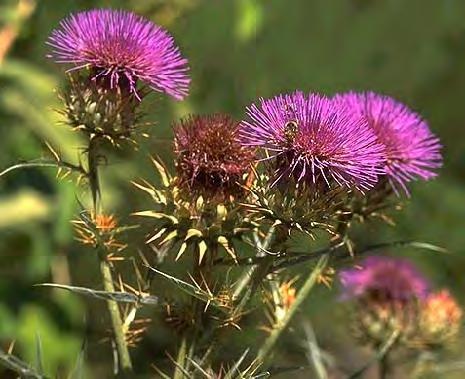 2-3 metri Grossi Capolini raggruppati in corimbi I Frutti sono degli acheni C.