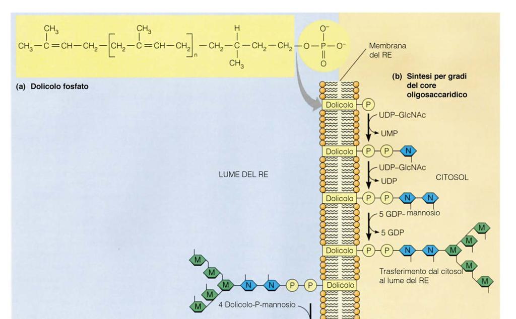 Il dolicolo fosfato è il trasportatore