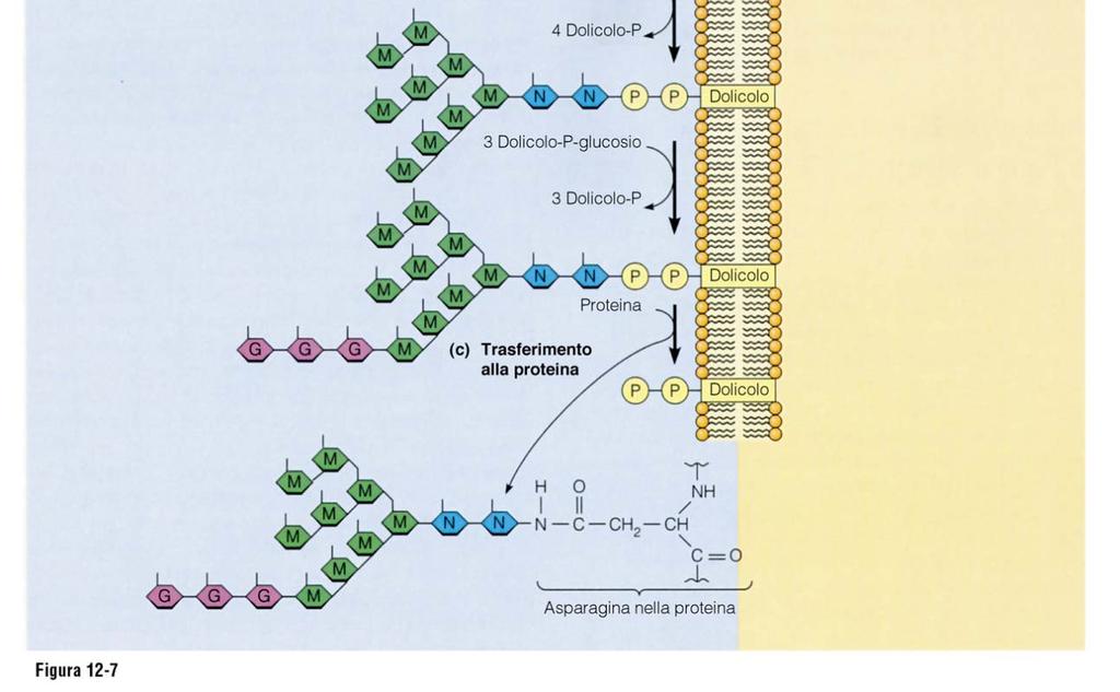 all asparagina durante la glicosilazione