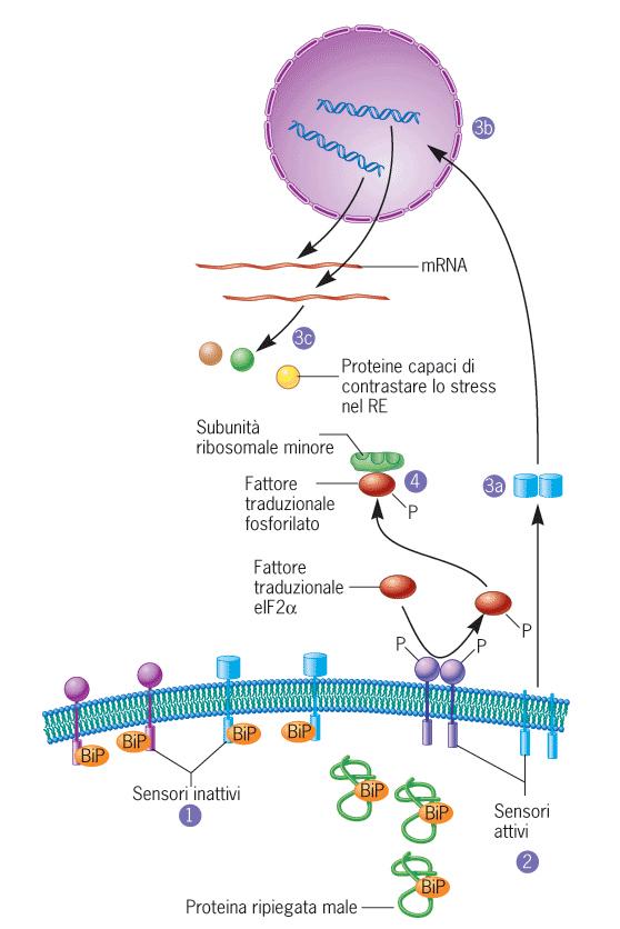 Risposta alle proteine non ripiegate (Unfolded Protein Response, UPR ) 1) Sintesi di proteine capaci di contrastare lo stress: - Chaperoni che aiutano le proteine anormali -