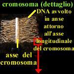 I cromosomi sono strutture presenti nel nucleo delle cellule eucariotiche,ma che si rendono evidenti soltanto durante la divisione cellulare.