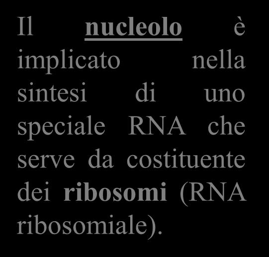IL NUCLEOLO Il nucleolo è implicato nella sintesi di uno