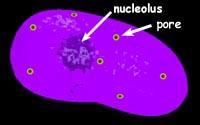 Il nucleolo è necessario Il nucleolo per è un la sede corretto di produzione svolgersi della degli mitosi, rrna durante e la quale scompare, è presente dell
