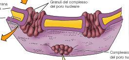 Esso è racchiuso da due membrane