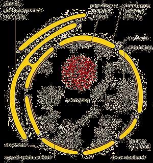 Involucro nucleare L'involucro L involucro nucleare e è dato costituito dal ripiegamento da due membrane (ciascuna con spessore di del reticolo