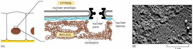 I pori nucleari L involucro nucleare è costellato di strutture chiamate Pori Nucleari, che occupano circa il 10%della superficie cellulare; mettono in comunicazione il comparto nucleare con quello