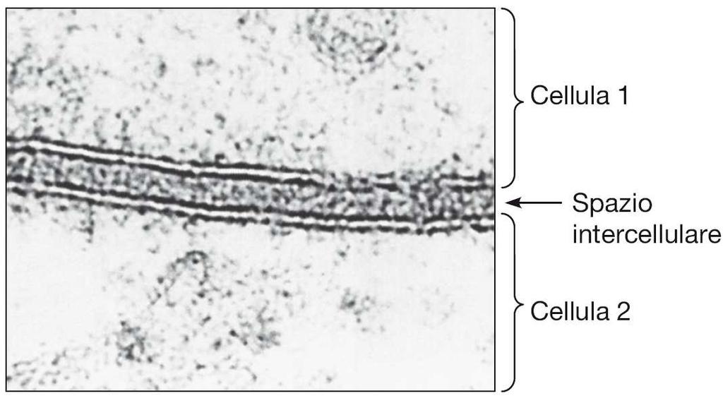 Aspetto trilaminare delle membrane cellulari Membrane colorate