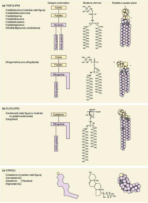 I lipidi di membrana : la parte fluida del modello Le membrane dei funghi