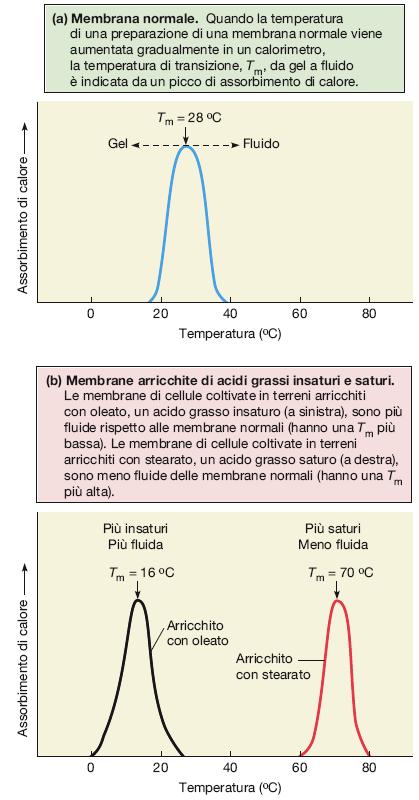 Determinazione della temperatura di transizione delle membrane Ogni doppio strato lipidico