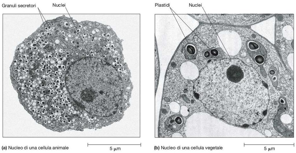 Nucleo: luogo di deposito delle informazioni genetiche della