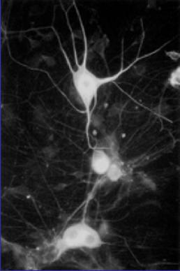 La cellula E l unità fondamentale degli organismi viventi tutti gli organismi sono composti da una o più cellule; omnis cellula ex cellula: ogni cellula deriva