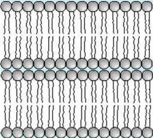 nucleo, si trova la cromatina (DNA +