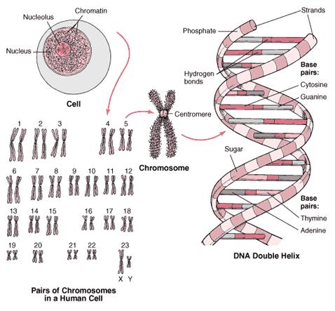 Il massimo grado di compattamento del DNA si raggiunge durante i processi di divisione cellulare.