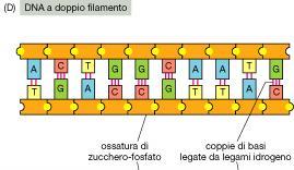 Se è presente una C nell altro ci dovrà essere una G.