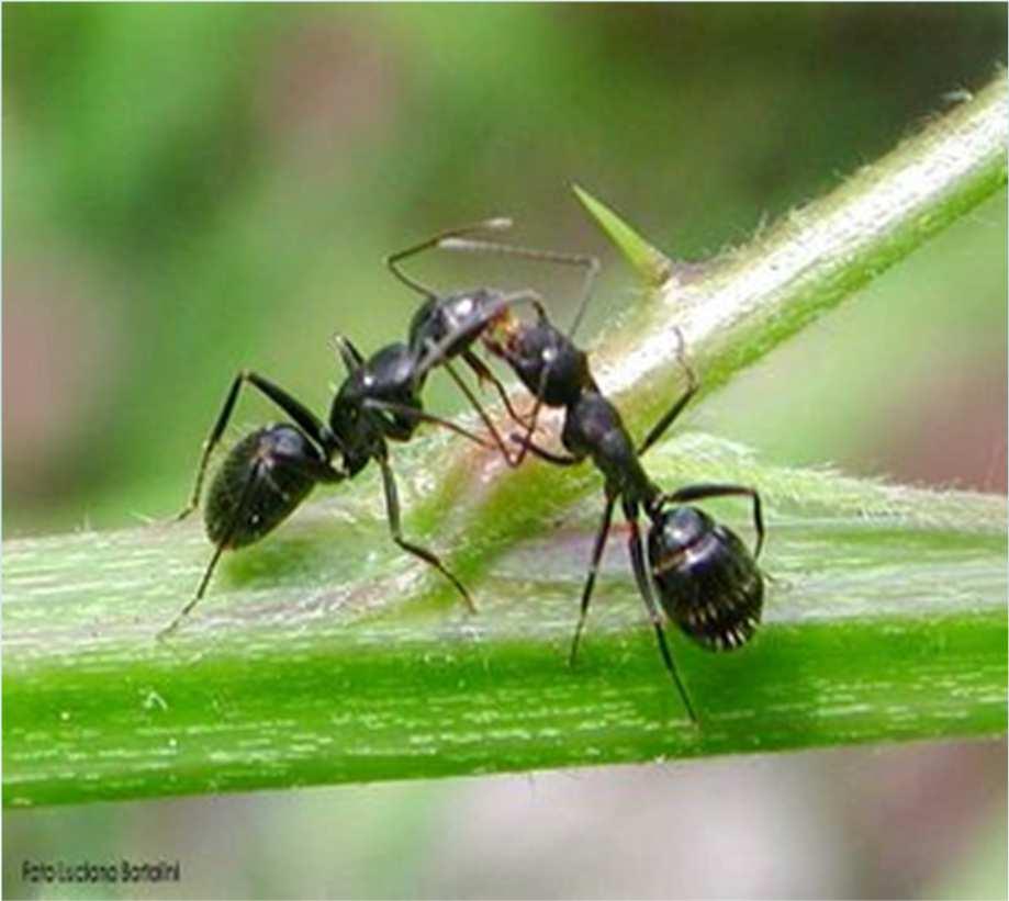 Trofallassi Le formiche oltre al normale "stomaco" degli insetti hanno anche uno "stomaco sociale", quando due formiche si incontrano una può richiedere (battendo con le