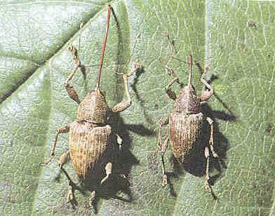 Curculio elephas e