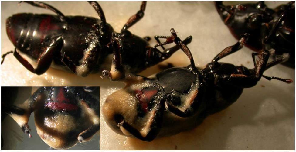 Four Heterorhabditis and seven Steinernema species and isolates belonging to the collection of EPNs at the section of Entomology and Zoology of the DiSSPA, University of Bari, Italy, were assayed for