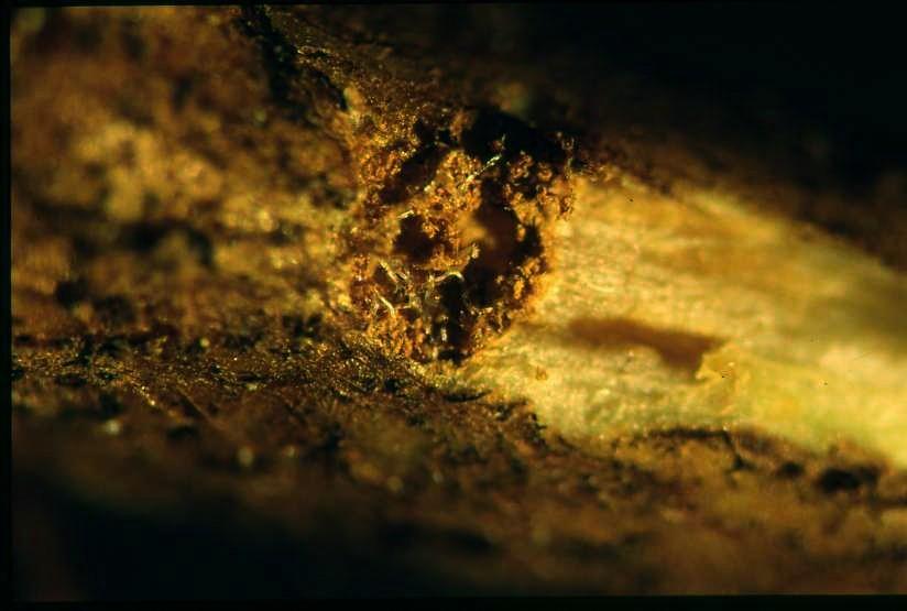 Lo stadio infettivo (dauer juvenile) dei nematodi