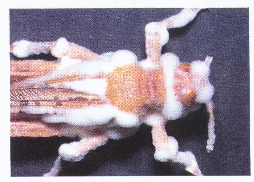 Beauveria bassiana (Deuteromycotina: Hyphomycetes)