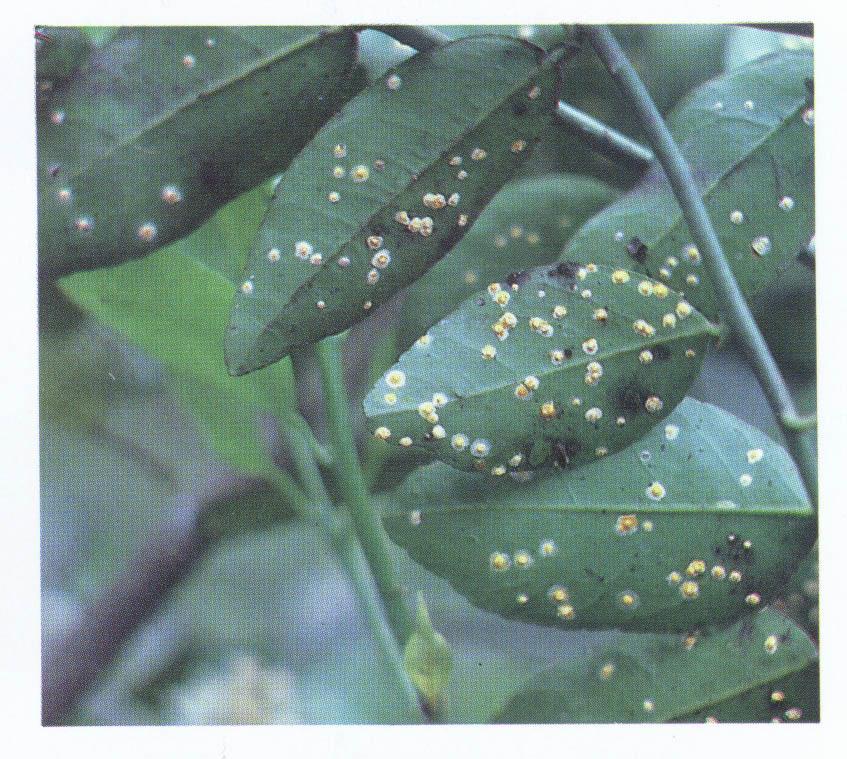 Aschersonia cubensis (Deuteromycotina: Coelomycetes)