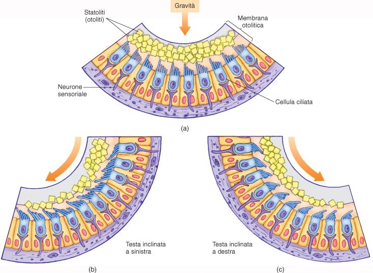 Accelerazioni lineari Quando la testa si piega da un lato, p.e., alcune cellule sensoriali si depolarizzano, altre si iperpolarizzano ed altre ancora non mostrano variazioni di potenziale Il