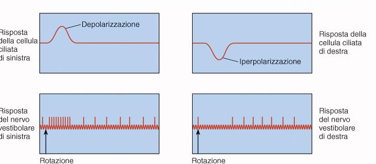 Accelerazioni angolari e stimoazione n.