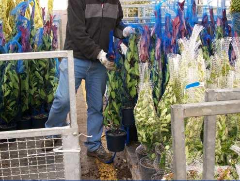 CARICO/SCARICO E SPEDIZIONE Le piante di più piccole dimensioni (contenute in vasi di 8, 18, 24 e 30 cm di