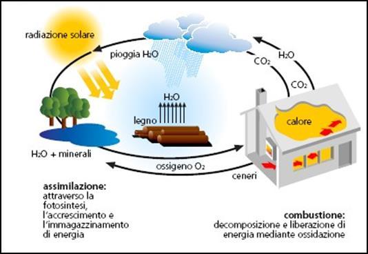 Ruolo dell energia solare E fondamentale per la maggior parte dei processi vitali e dei