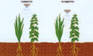 DISERBO E SPOLLOATURA Autunno: diserbo Modalità di applicazione di Basta 2 L/hl in 300 litri d acqua/ha Ottobre ovembre Intervento localizzato sotto il filare, dopo la raccolta e comunque prima dell