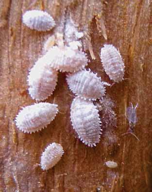 dannosità del pseudococcide Planococcus ficus Signoret (Hemiptera Pseudococcidae, figura 1) su uva da vino e da tavola ha raggiunto livelli preoccupanti, con imbrattamento dei grappoli con cera,