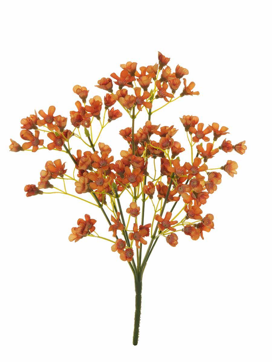 Cod. GV 80 282620 CHAMELAUCIUM (FIORE DI CERA)