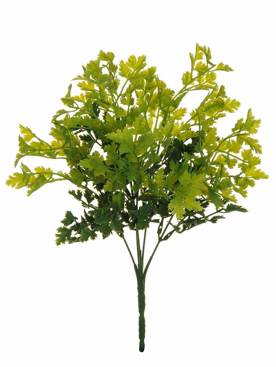 Cod. GV 80 286826 PARCELY BUSH (PREZZEMOLO)