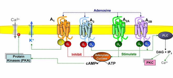 l adenilato ciclasi (AC), la fosfolipasi C (PLC), la fosfolipasi D (PLD) o i canali ionici (Ca 2+ e K + ), e di secondi messaggeri come l inositolo trifosfato (IP 3 ) e l AMPc [5-8] (Tab. 2).