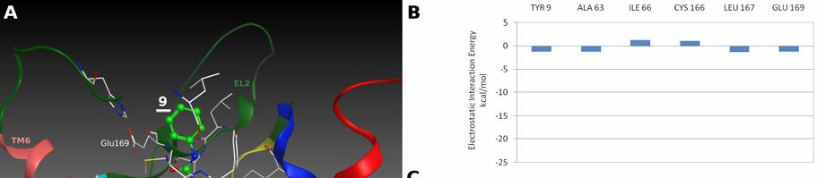 conformazione dei loops extracellulari che potrebbe essere responsabile delle interazioni con i sostituenti alla posizione 4 di questi ligandi.